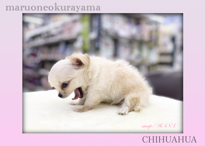 緊張している姿も愛らしい・・・ | チワワ （6131173） - 横浜 大倉山店