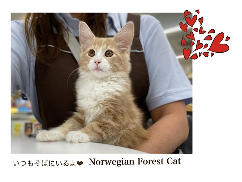 ノルちゃんとゆったりニャンライフはいかがですか？ | ノルウェージャンフォレストキャット （312094） - 横浜 港北ニュータウン店