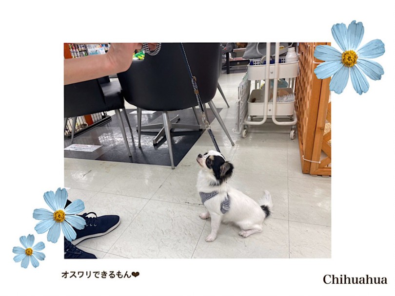 個性的な柄が自慢 穏やかな性格の女の子♡ | チワワ （312076） - 横浜 港北ニュータウン店