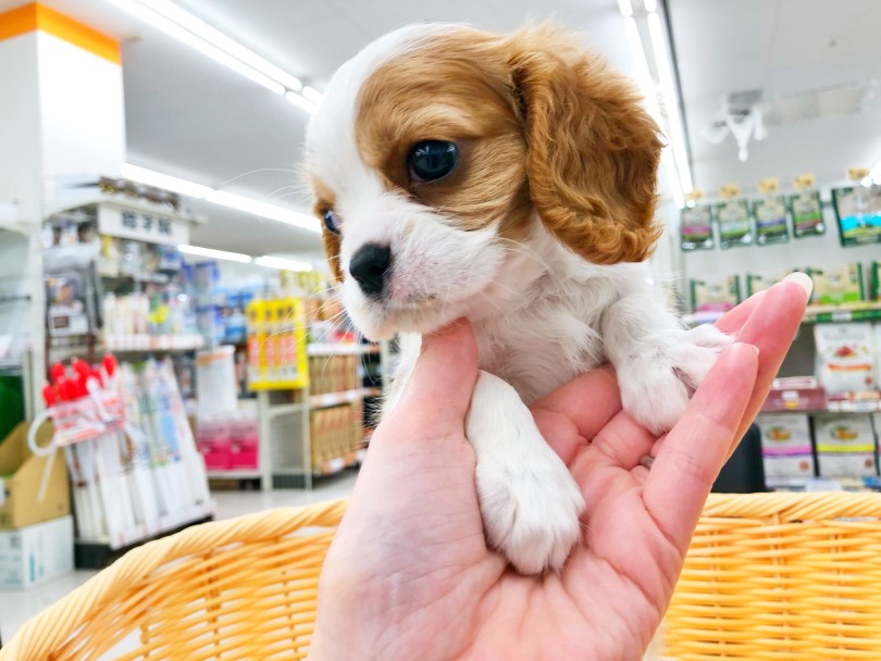 キャバリアは何で飼いやすい犬種と言われているの？ | キャバリア・キングチャールズ・スパニエル （512811） - 本羽田店