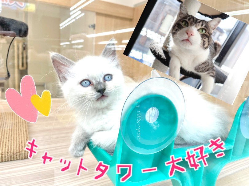 部屋づくりに注意！ | ラグドール （150305） - 東川口店