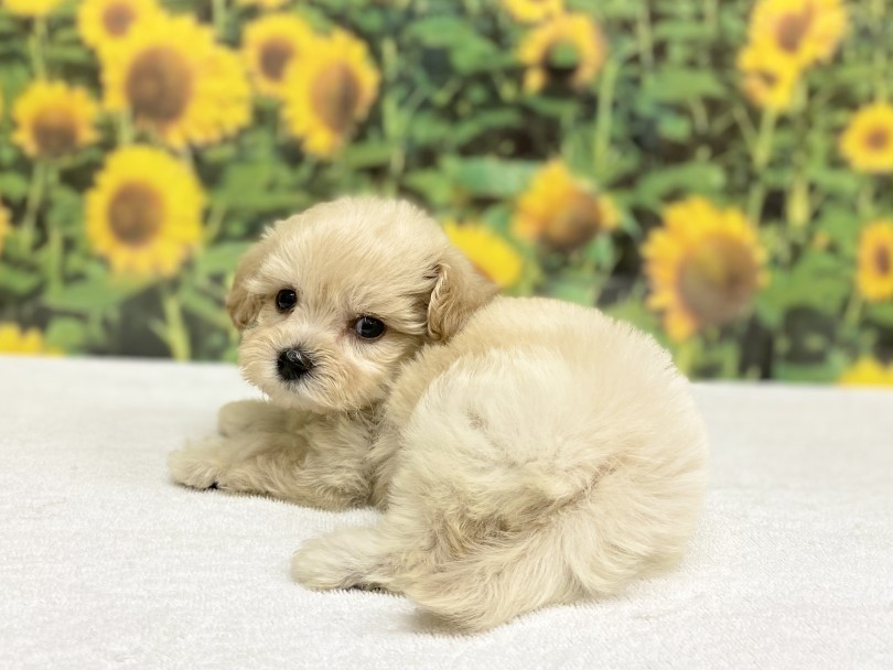 お尻の丸みのある感じが可愛いっ♡ | MIX犬 マルプー （6131180） - 横浜 大倉山店