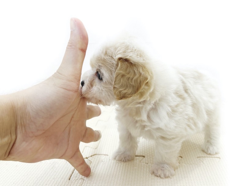 現在の体高（足から背中まで）は10cmと超小さい！ | MIX犬 キャバション （814751） - 大和 相模大塚店