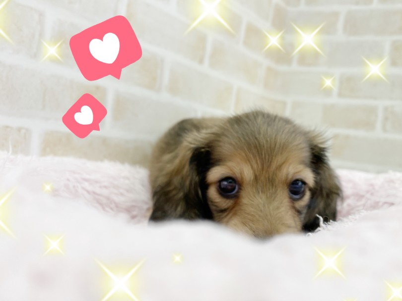 ブログでは紹介しきれない魅力がまだまだあるので、ぜひお店でお話しましょう♪ | カニンヘン・ダックスフント (116710) - 下丸子店