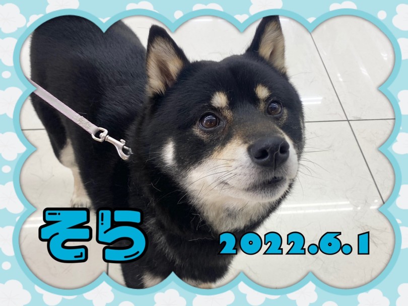 黒柴のそらちゃん | 365プロジェクトデイリー【6月版】 - 横浜 大倉山店