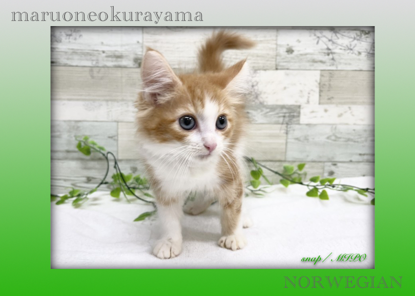 大型猫種ならではの美しく愛らしい姿 | ノルウェージャンフォレストキャット （6131172） - 横浜 大倉山店