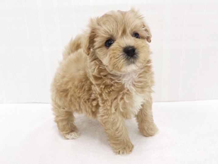 可愛いすぎるころころドワーフ体型 | MIX犬 マルプー （713886） - 横浜 鶴見店