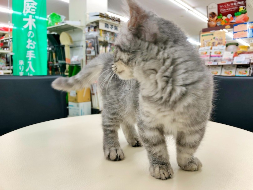 見て下さい！この絶妙なボディーバランスを♪ | マンチカン （512799） - 本羽田店