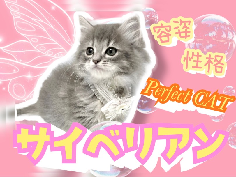 【 サイベリアン 】整った容姿に上品な被毛、あざとい性格のパーフェクトにゃんこ