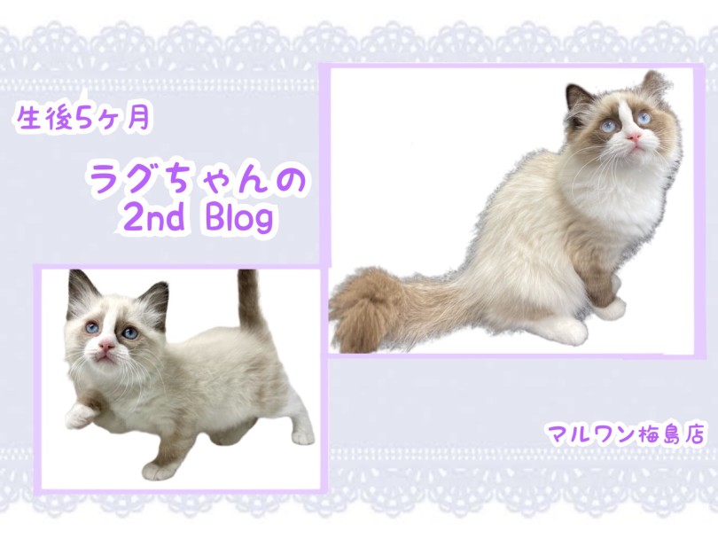 【 ラグドール 】生後5ヶ月！ラグちゃんのセカンドブログ！