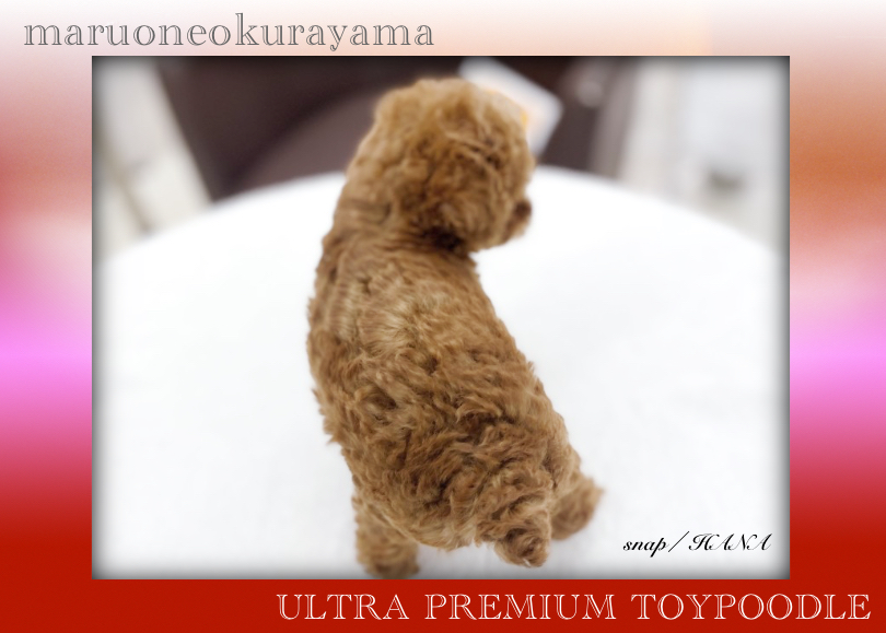 毛量が「密」なんです！ | トイ・プードル （6131179） - 横浜 大倉山店