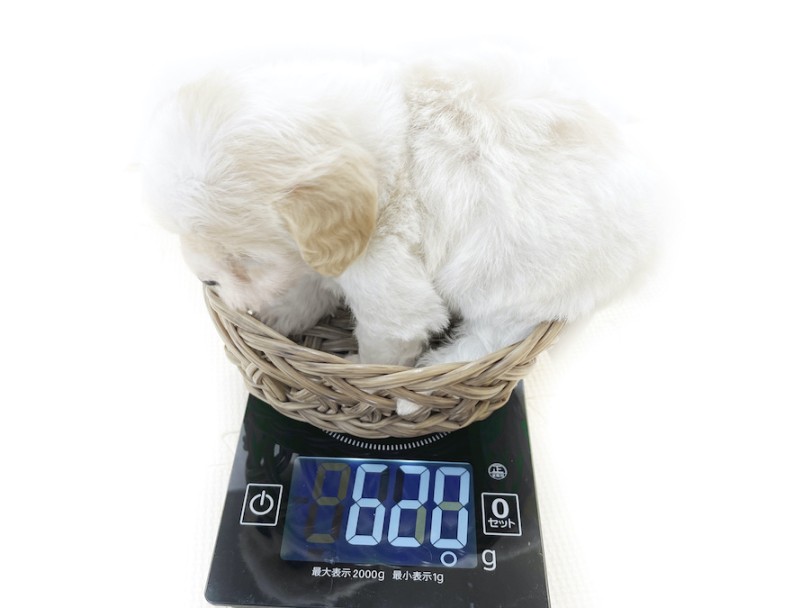 成犬時4,5~5kg程と小さめになるのではないかと予想 | MIX犬 キャバション （814751） - 大和 相模大塚店