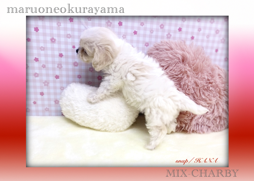 環境に慣れるの早いっ！ | MIX犬 チャービー （6131175） - 横浜 大倉山店