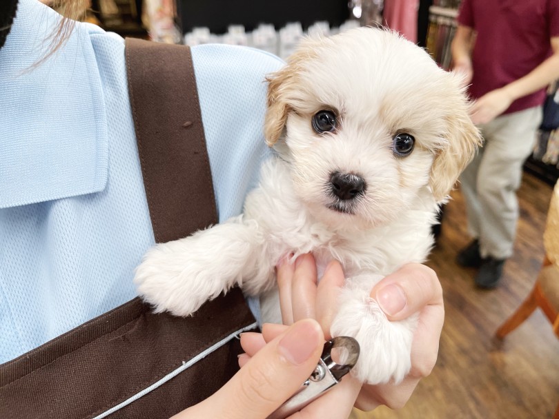 入店当初からグルーミングも超優秀！ | MIX犬 キャバション （140919） - 横浜 元町店