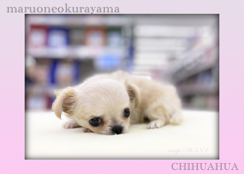 自慢の大きな瞳！究極のマズル短め！！ | チワワ （6131173） - 横浜 大倉山店