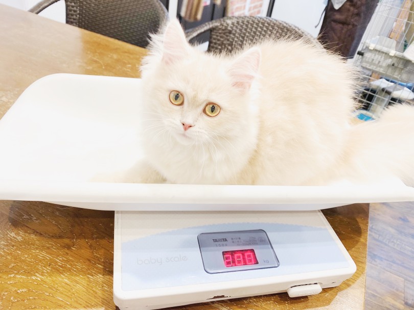 入店して5ヶ月 体重はぴったり2.0kg | ラガマフィン （11890） - 横浜 白楽店