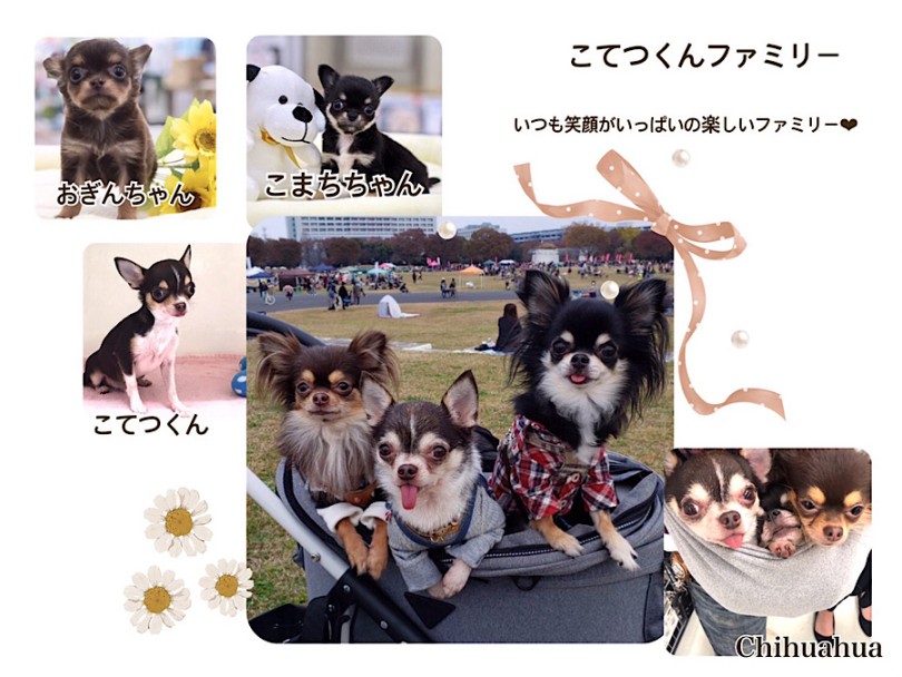 こてつくん・こまちちゃん・おぎんちゃん - 先輩チワワちゃんに聞いちゃいました！ | チワワ （312076） - 横浜 港北ニュータウン店