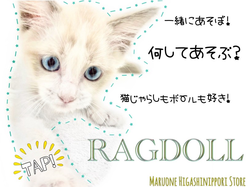 【 ラグドール 】犬派にオススメナンバーワンキャット！見た目は美猫、中身は・・？
