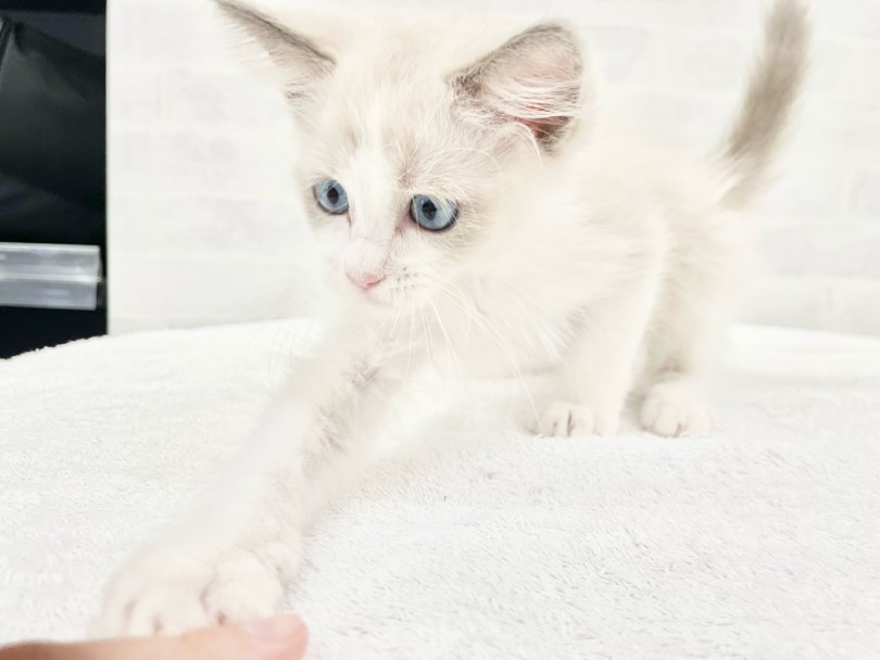 「猫っぽくないけどちゃんと美しい猫」です！(笑) | ラグドール （014442） - 東日暮里店
