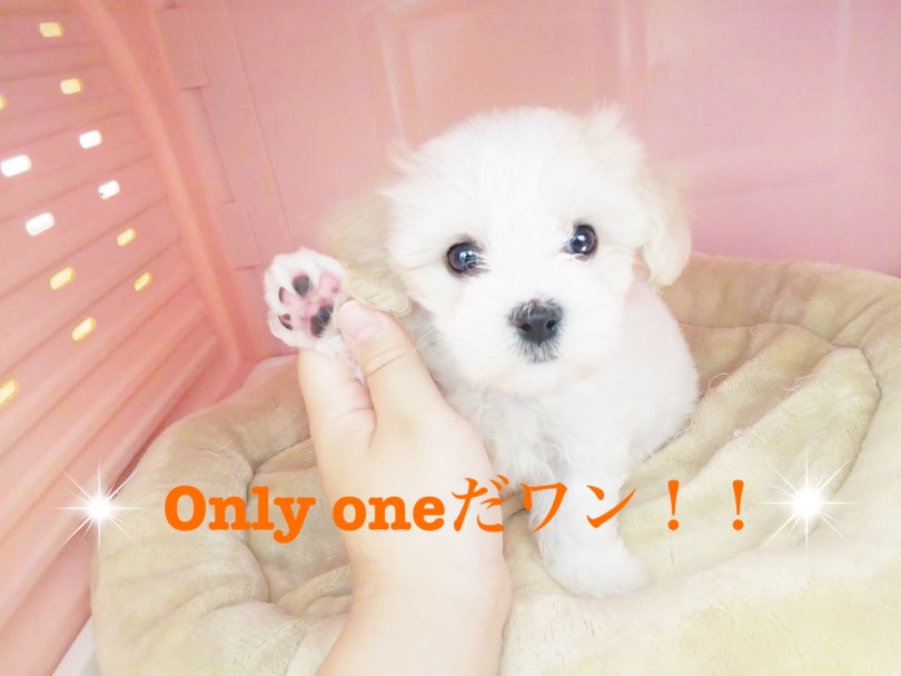 オンリーワンすぎる可愛いさ抜群の子と一緒に過ごしてみませんか？ | MIX犬 キャバション （413111） - さいたま 武蔵浦和店