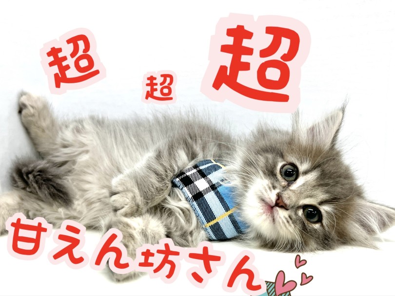超がつくほど甘えん坊 | サイベリアン (150307) - 東川口店