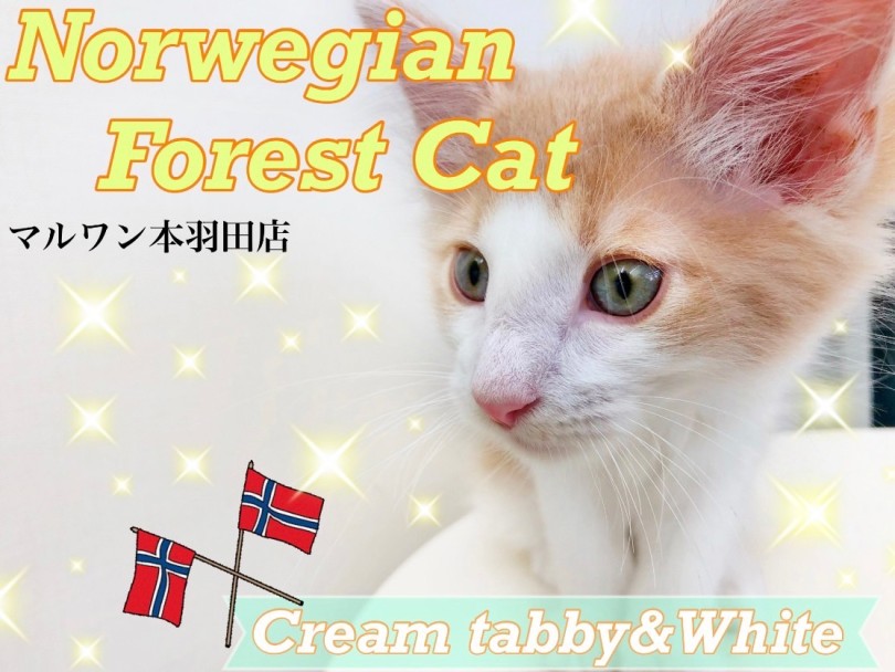 【 ノルウェージャンフォレストキャット 】過去No.1美男子が本羽田店に降臨！