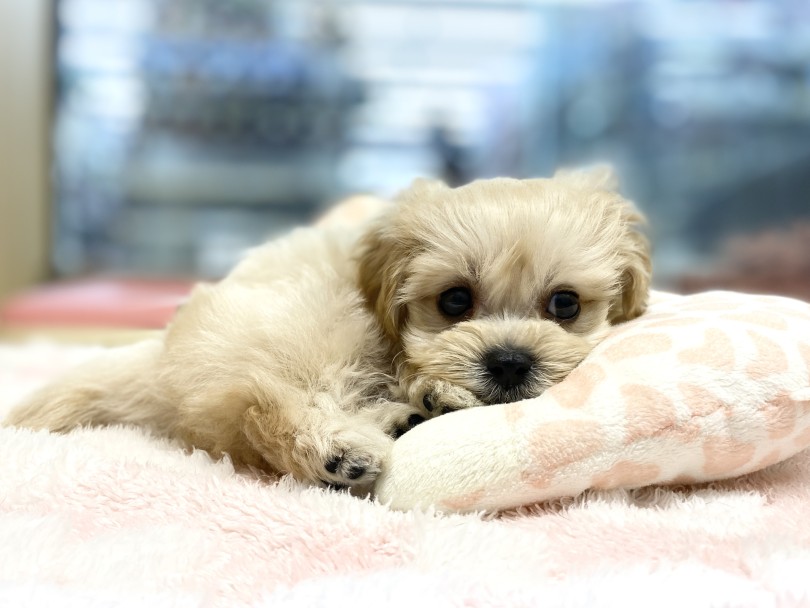 はじめての方でも育てやすいマルプーちゃん♡ | MIX犬 マルプー （6131177） - 横浜 大倉山店