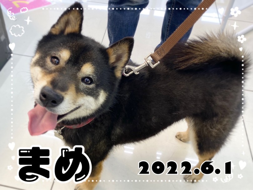 黒豆柴のまめちゃん | 365プロジェクトデイリー【6月版】 - 横浜 大倉山店