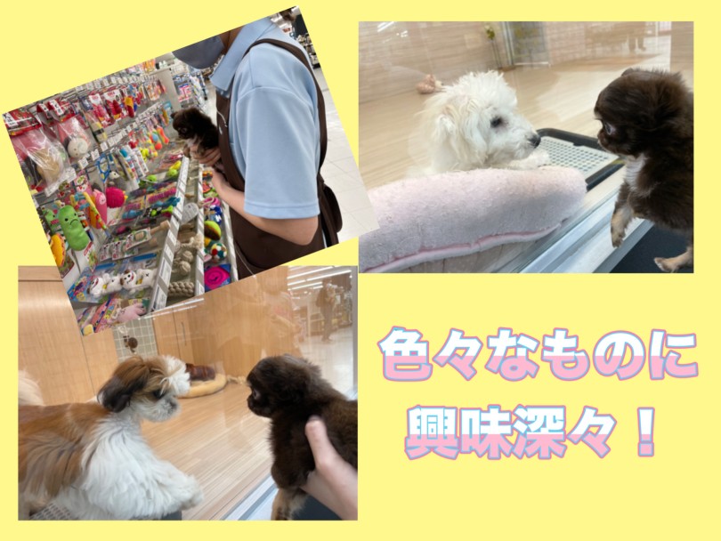 魅力その3 物怖じしない性格ならお迎え後も安心！ | チワワ （150301） - 東川口店