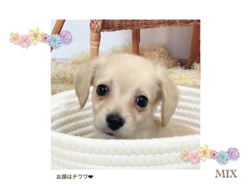 お顔はチワワのパパ似。胴長短足体型はミニチュア・ダックスフントのママ似 | MIX犬 チワックス （312104） - 横浜 港北ニュータウン店