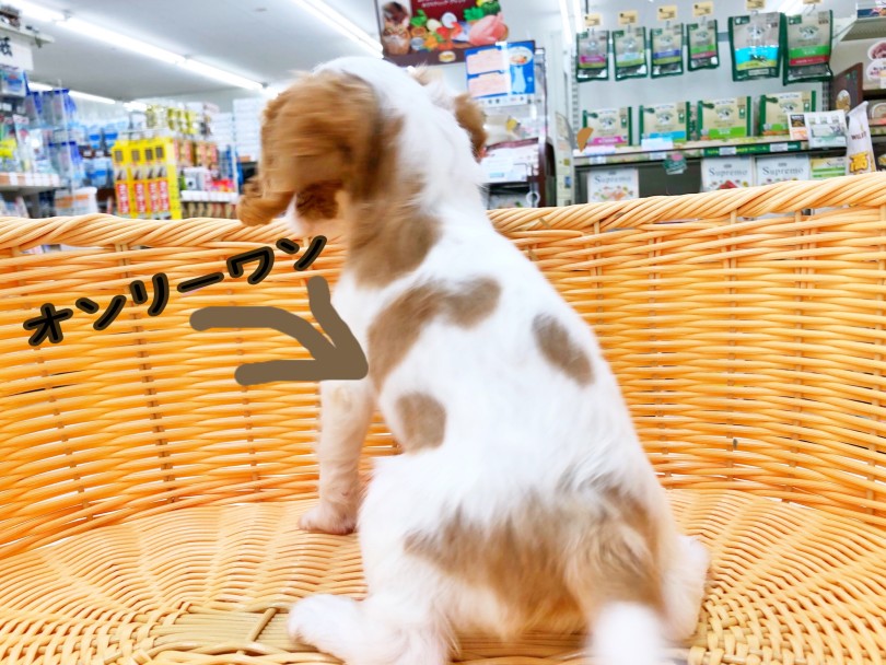 お尻から尻尾の半分まで入った茶色が可愛いポイントです♪ | キャバリア・キングチャールズ・スパニエル （512811） - 本羽田店
