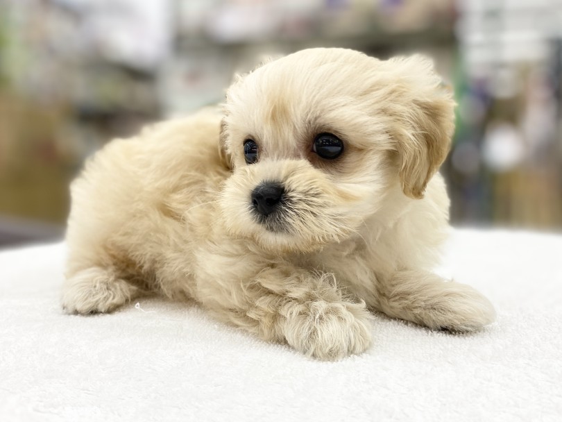 大きくて力強い瞳 | MIX犬 マルプー （6131177） - 横浜 大倉山店