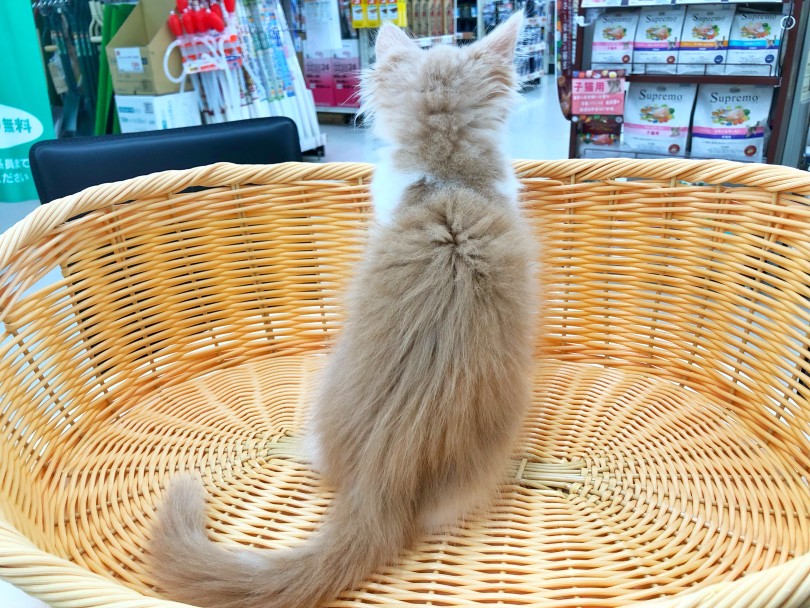 成長が楽しみな長毛猫種♡ | ノルウェージャンフォレストキャット （512809） - 本羽田店