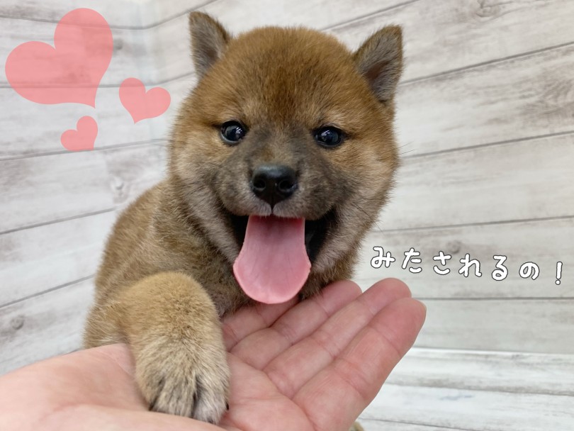 嬉しそうな柴ちゃん | 柴犬 （116709） - 下丸子店