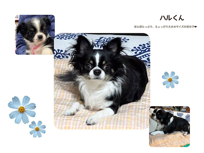 愛犬ハルもマルワン卒業生のチワワ | チワワ （312076） - 横浜 港北ニュータウン店