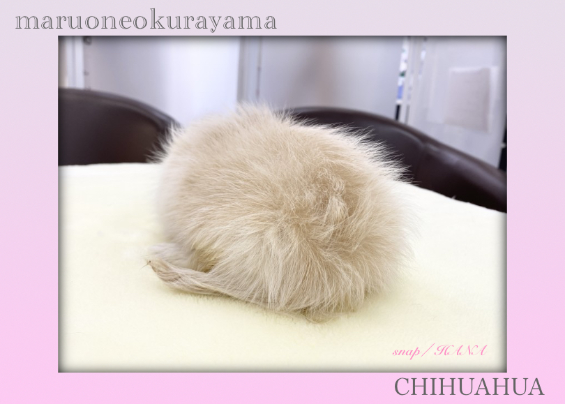チワワちゃんにとって快適な環境作りのお手伝いも致しますのでお気軽にご相談ください♡ | チワワ （6131173） - 横浜 大倉山店