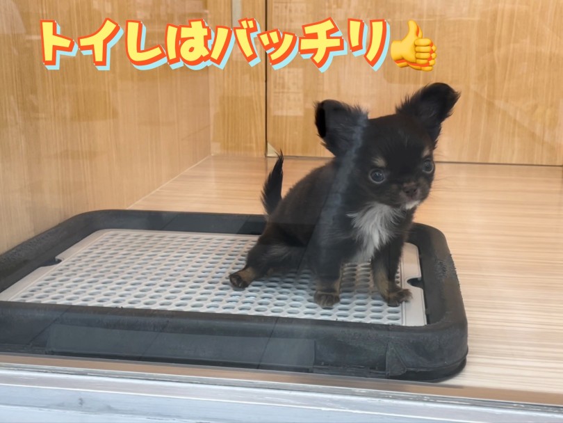 魅力その4 トイレトレーニングは完璧！ | チワワ （150301） - 東川口店