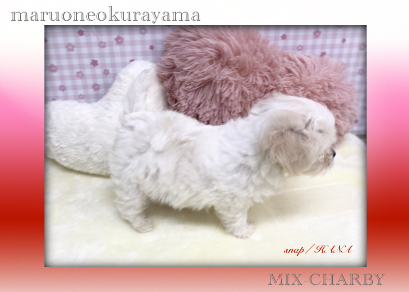 背中部分にもうっすらと斑点模様が所々に入っています♪ | MIX犬 チャービー （6131175） - 横浜 大倉山店
