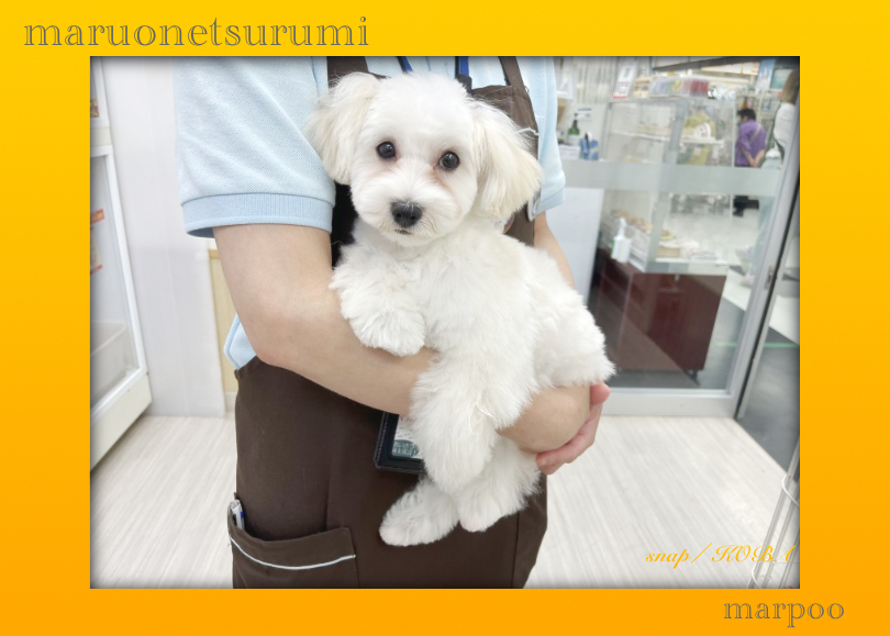 少しでもマルプーくんのことが気になった方は是非マルワン横浜 鶴見店までお越しくださいませ。 | MIX犬 マルプー （713867） - 横浜 鶴見店