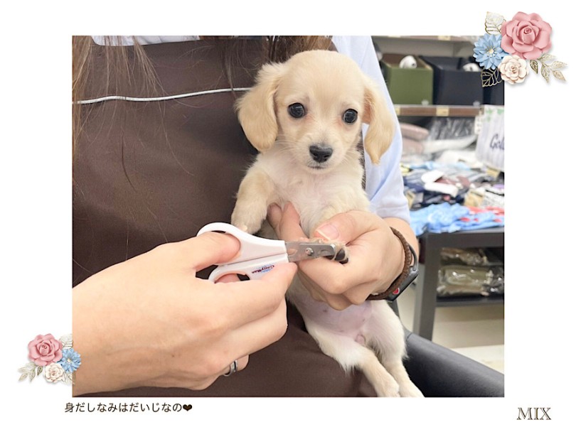 お手入れ練習も上手にさせてくれる優等生 | MIX犬 チワックス （312104） - 横浜 港北ニュータウン店