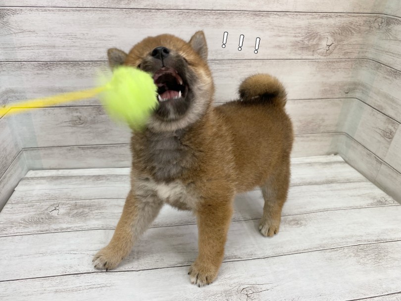スタミナたっぷり！十分な運動でリフレッシュ！ | 柴犬 （116709） - 下丸子店