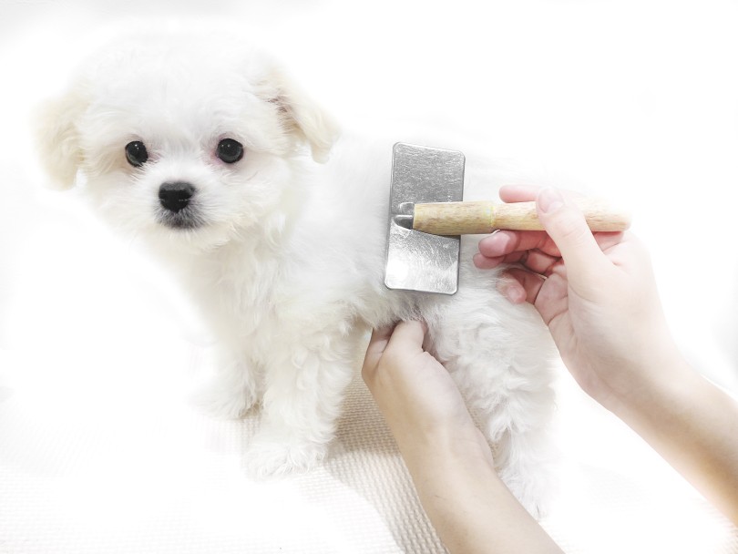 お店に来てから、お手入れの練習を行なっております | MIX犬 チワマル （11902） - 横浜 白楽店