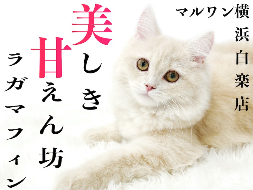 【 ラガマフィン 】人馴れも手入れもOK！触れ合いが大好きな甘えん坊の2nd記事