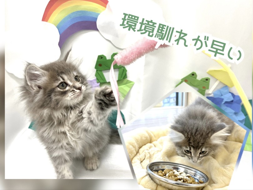 順応性がかなり高く、超.超.超甘えん坊 | サイベリアン (150307) - 東川口店