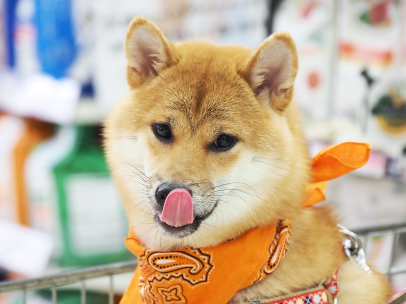 月のトップ賞はお馴染みの柴犬ひなたちゃん！ | 大倉山チャレンジ365 - 横浜 大倉山店