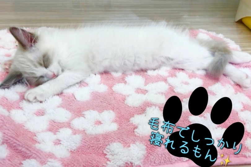 顔良し、性格良し、お手入れもしやすい、良いところがたくさんなラグドールくんに会いにきてくださいね | ラグドール （914785） - 板橋 志村坂下店