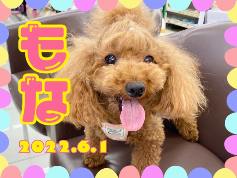 トイプードルのもなちゃん | 365プロジェクトデイリー【6月版】 - 横浜 大倉山店