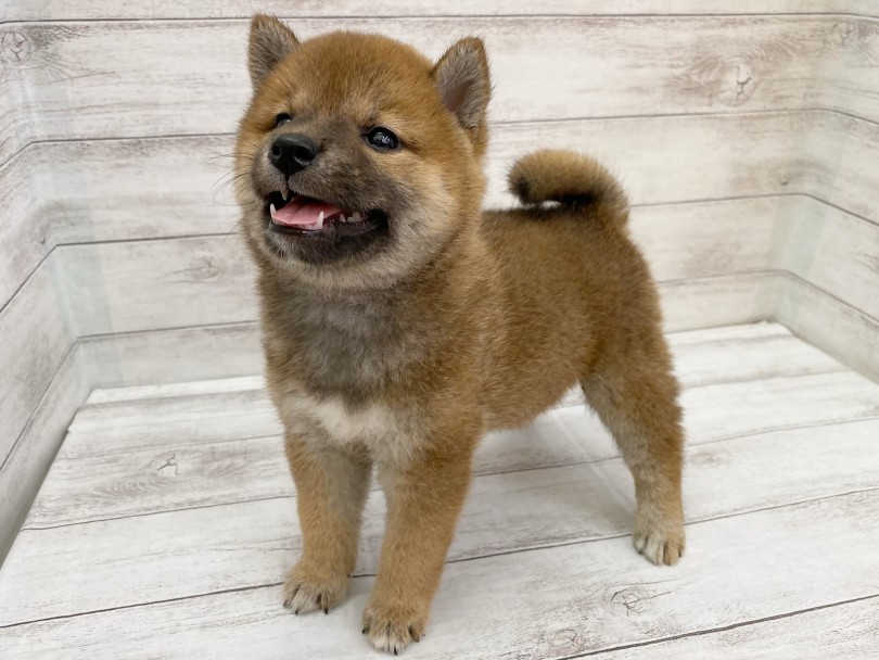 みんな大好き！もちもち柴犬ここに現る！ | 柴犬 （116709） - 下丸子店