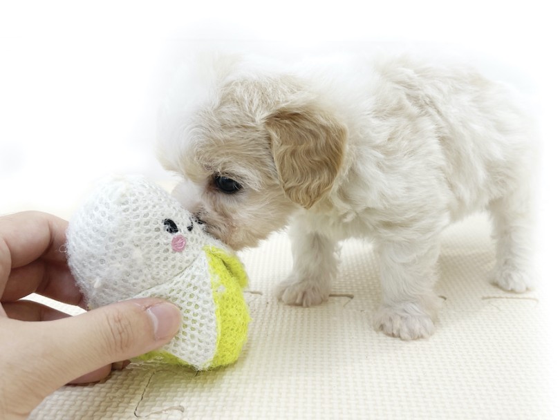 楽しい事が大好き！一緒に遊んであげましょう！ | MIX犬 キャバション （814751） - 大和 相模大塚店