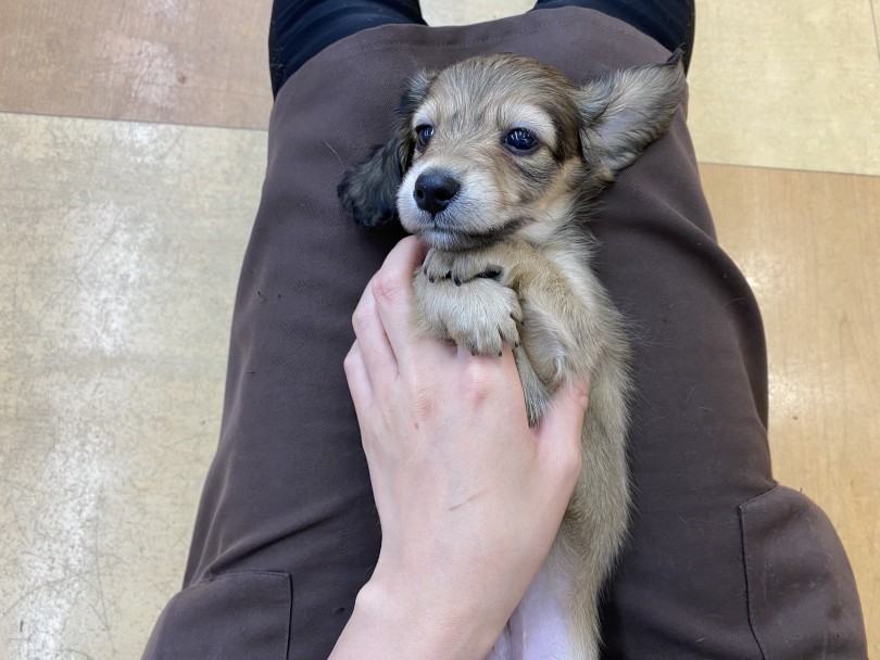 がっちりと指を握ってきました…。可愛い…♡ | カニンヘン・ダックスフント （116710） - 下丸子店